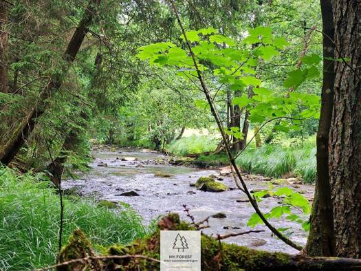 Sonstiges zum Kauf als Kapitalanlage geeignet 209.000 € 60.949 m² Grundstück Kirchberg Schönberg 94513