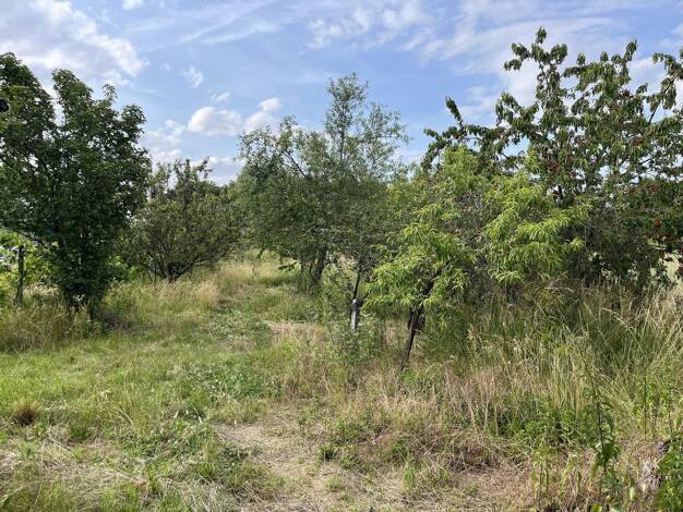 Land-/Forstwirtschaft zum Kauf provisionsfrei 120.000 € Oggersheim Ludwigshafen am Rhein 67071