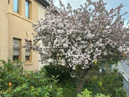 Einfamilienhaus zum Kauf 8 Zimmer 245 m² 465 m² Grundstück frei ab sofort Löbervorstadt Erfurt 99096