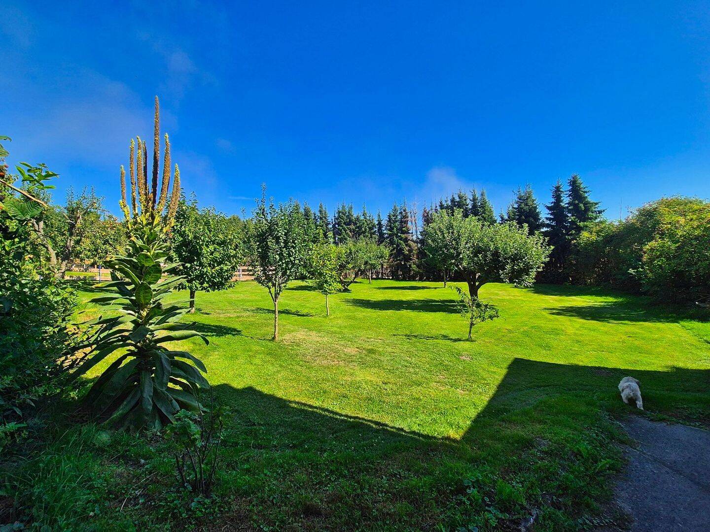 Immobilie in Großweitzschen - großzügiges Einfamilienhaus in ländlicher Lage mit großem Grundstück und Nebengelass - Bild 3