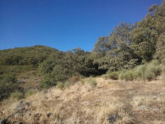 Acker-/Waldstück zum Kauf 330.000 € PARAJE LANCHA CABRERA S/N Jaraíz de la Vera 10400