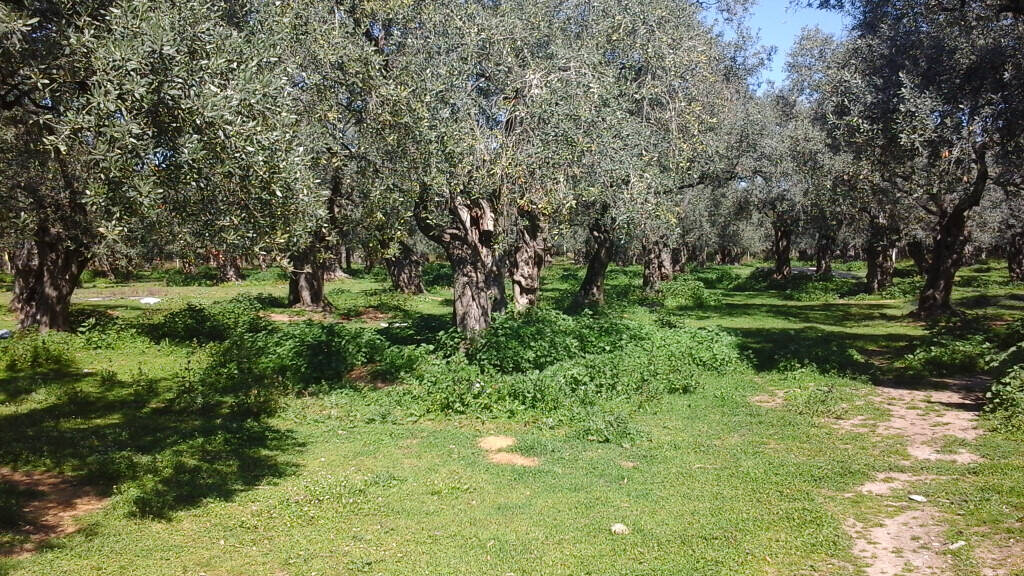 Land-/Forstwirtschaft zum Kauf 550.000 € 10.500 m² Grundstück Thassos