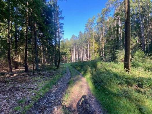 Land-/Forstwirtschaft zum Kauf 132.000 € 15.433 m² Grundstück Pentling Pentling / Matting 93080