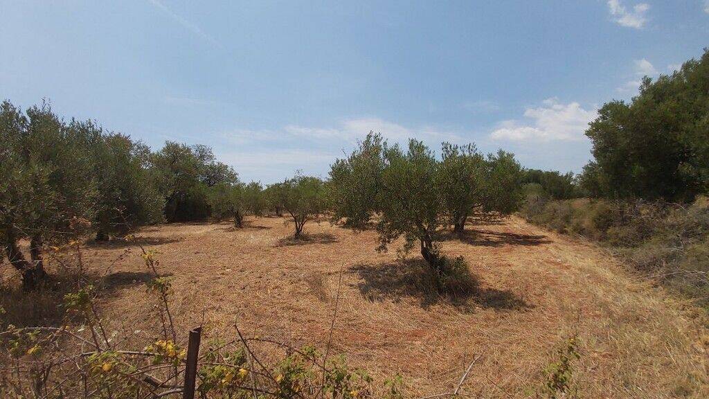 Land-/Forstwirtschaft zum Kauf 135.000 € 8.300 m² Grundstück Chalkidiki