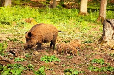 Land-/Forstwirtschaft zum Kauf 1.470.000 m² Grundstück Dunkelsteinerwald 3122