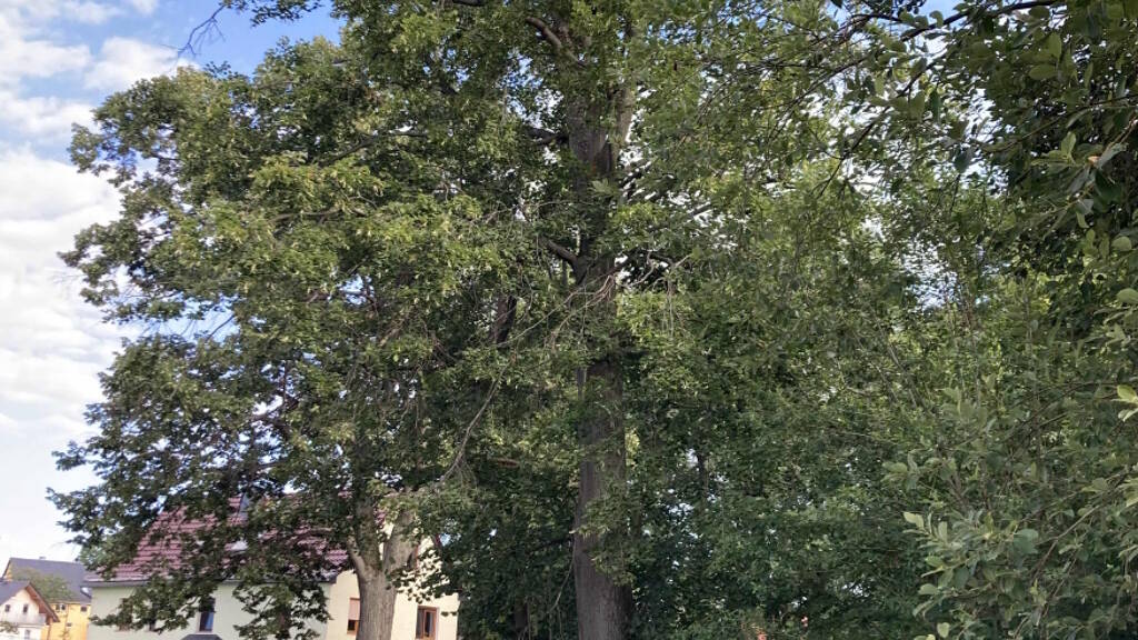 Grundstück zum Kauf 18.000 € 690 m² Grundstück Luchau Glashütte 01768