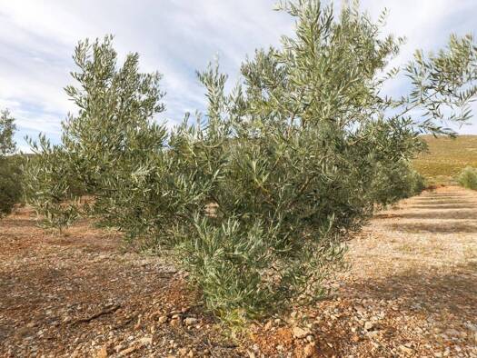 Acker-/Waldstück zum Kauf 700.000 € Polígono 1 CIJANCOS. VILLAMENA 1 Villamena 18659
