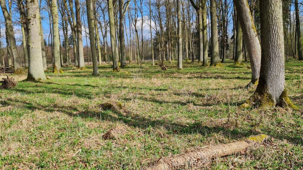 Forstwirtschaft zum Kauf Kagers Straubing 94315