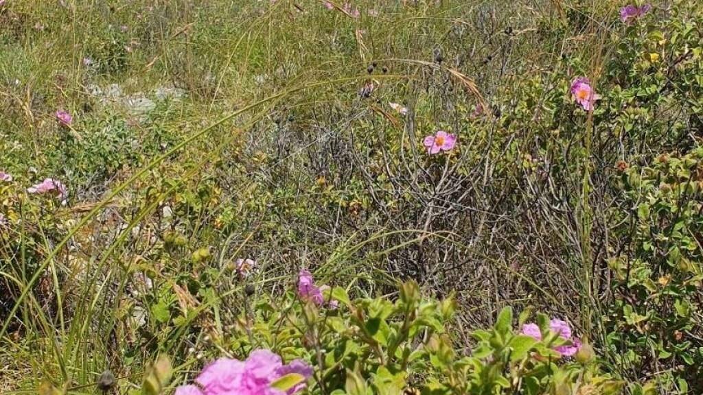 Land-/Forstwirtschaft zum Kauf 215.040 € Vir