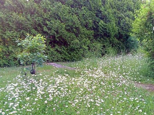 Grundstück zum Kauf provisionsfrei 230.000 € 510 m² Grundstück Görsroth Hünstetten 65510