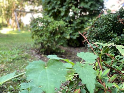 Wohnung zur Miete 620 € 3 Zimmer 73,4 m² 2. Geschoss Schloßstr 262 Bedingrade Essen / Bedingrade 45359