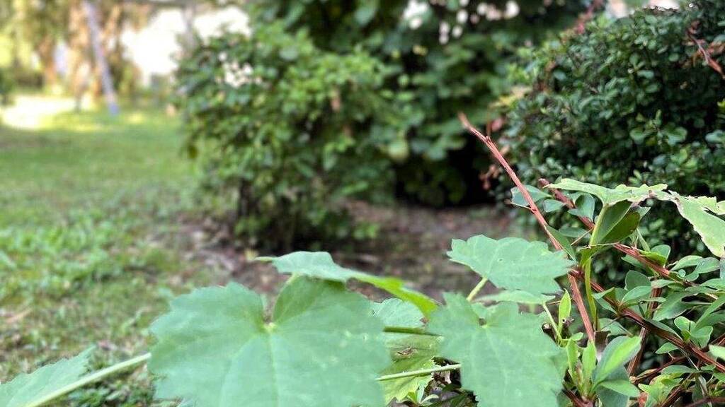 Wohnung zur Miete 640 € 3 Zimmer 73,4 m² 2. Geschoss Schloßstr 262 Bedingrade Essen / Bedingrade 45359