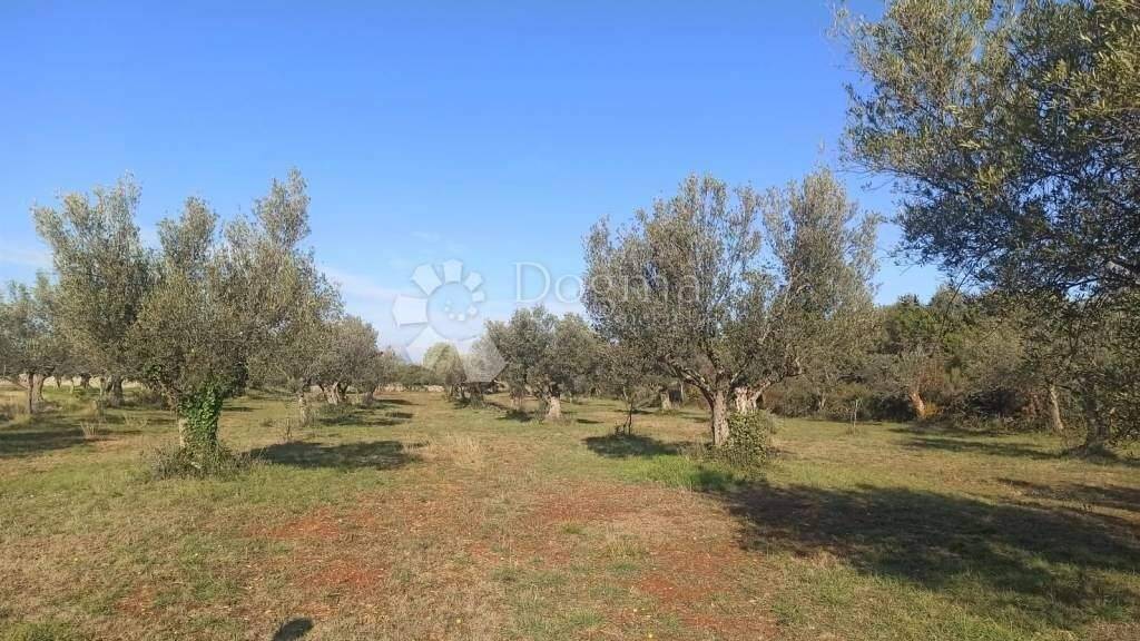 Land-/Forstwirtschaft zum Kauf 31.800 € Fazana