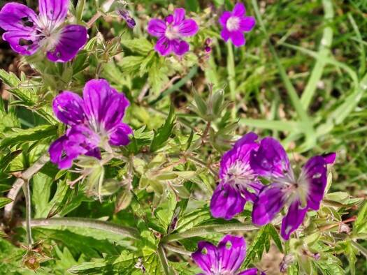 Wohnung zum Kauf 985.000 € 394 m² Leutasch 6100