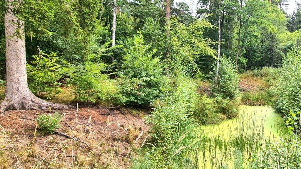 Grundstück zum Kauf 199.000 € 25.010 m² Grundstück Klosterheide Lindow (Mark) / OT Klosterheide 16835