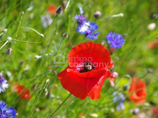 Grundstück zum Kauf 99.999 € 608 m² Grundstück Hohenau an der March 2273