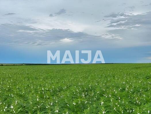 Landwirtschaftliche Fläche zum Kauf 39.000.000 € 37.050.000 m² Grundstück Hectare Soybean & Grain Farm Confresa 78652-000