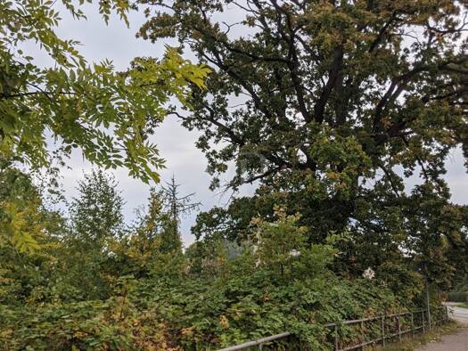 Grundstück zum Kauf 69.000 € 1.214 m² Grundstück Anklam 17389