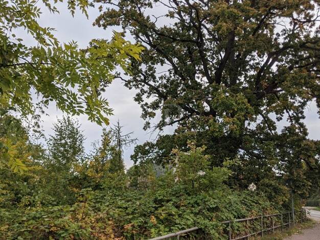 Grundstück zum Kauf 69.000 € 1.214 m² Grundstück Anklam 17389