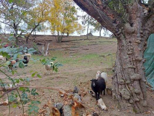 Grundstück zum Kauf 129.000 € 1.428 m² Grundstück Oberkreuzstetten 2124