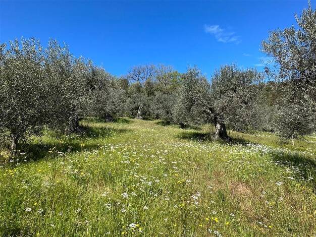 Land-/Forstwirtschaft zum Kauf 25.000 € 3.500 m² Grundstück Olivenhain direkt in Massa Marittima Massa Marittima 58024