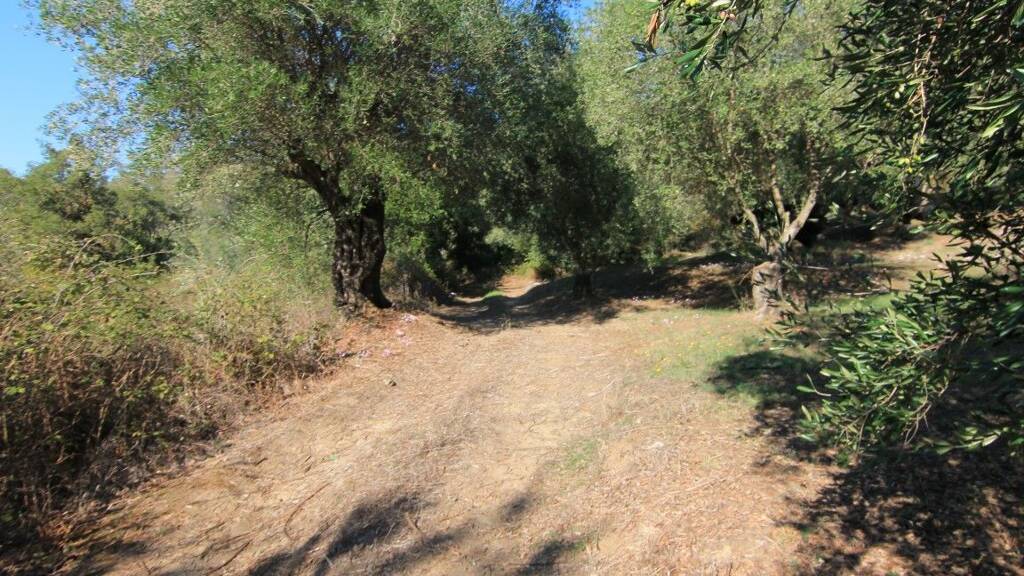 Land-/Forstwirtschaft zum Kauf 110.000 € 5.000 m² Grundstück Korfu