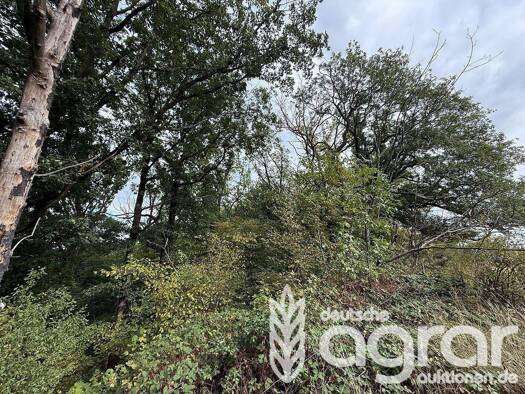 Land-/Forstwirtschaft zum Kauf 1.500 € 5.240 m² Grundstück Gauernitz Klipphausen /  Gauernitz 01665