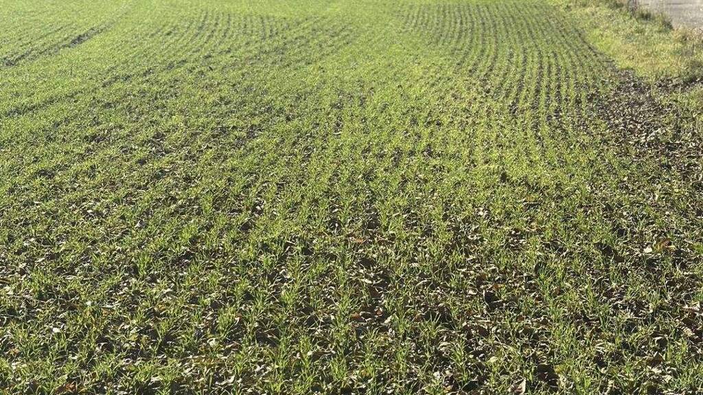 Grundstück zum Kauf 75.150 € 501 m² Grundstück Ameisthal 3701