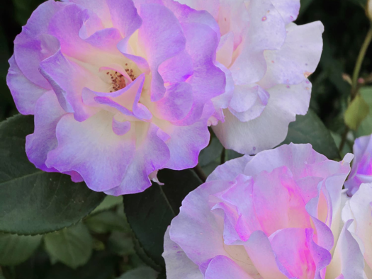 Doppelhaushälfte zum Kauf 438.000 € 6 Zimmer 184 m² 526 m² Grundstück frei ab sofort Hützeweg 3 Haagen Lörrach 79541