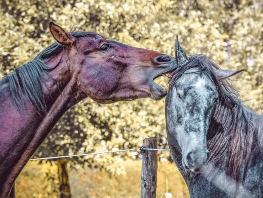 Einfamilienhaus zum Kauf 538.471 € 5 Zimmer 145 m² 420 m² Grundstück Semd Groß-Umstadt 64823