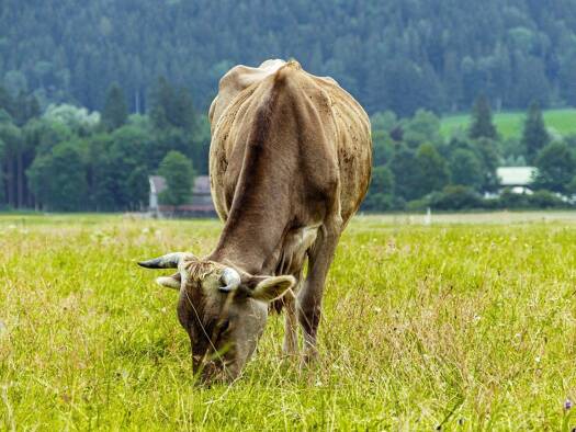 Landwirtschaftliche Fläche zum Kauf 115.000 € 16.927 m² Grundstück Bittenau Unteregg 87782