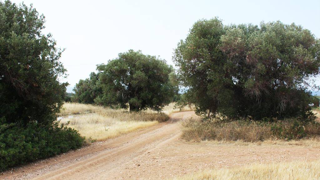 Land-/Forstwirtschaft zum Kauf 80.000 € 302 m² Grundstück Chalkidiki