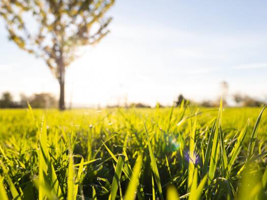 Grundstück zum Kauf provisionsfrei 121.900 € 530 m² Grundstück Pirna 01796