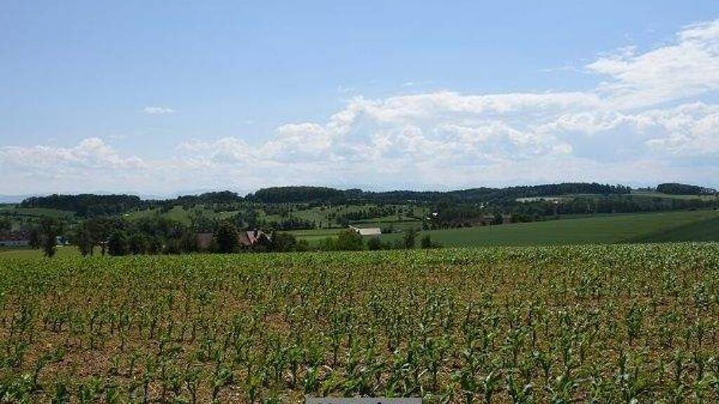 Land-/Forstwirtschaft zum Kauf 23.827 € 7.008 m² Grundstück Nieder-Saulheim Ober-Saulheim 55291