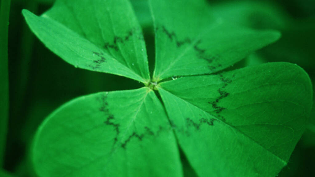 Grundstück zum Kauf 55.000 € 3.636 m² Grundstück Neudauberg 7574