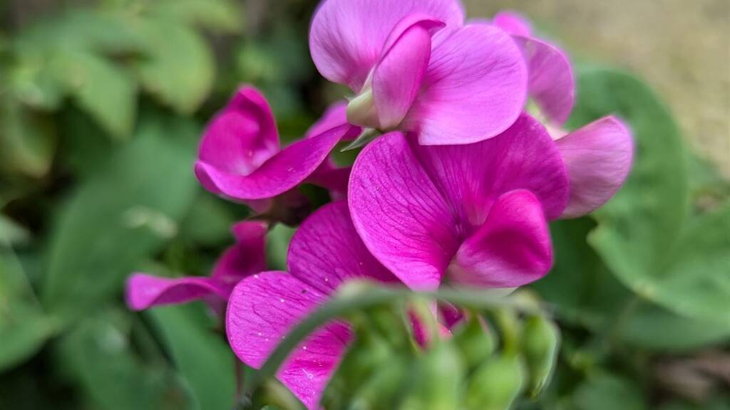 Wohnung zum Kauf provisionsfrei 181.656 € 2 Zimmer 61 m² Kröpeliner Tor-Vorstadt Rostock 18057