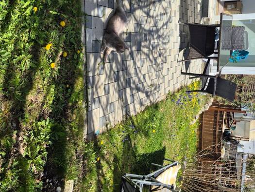 WG-Zimmer zur Miete 450 € 17 m² frei ab sofort Lappersdorf 93138