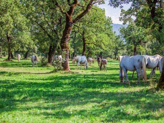 Bauernhaus zum Kauf 798.000 € 200 m² 80.000 m² Grundstück Gieleroth Altenkirchen (Westerwald) 57610