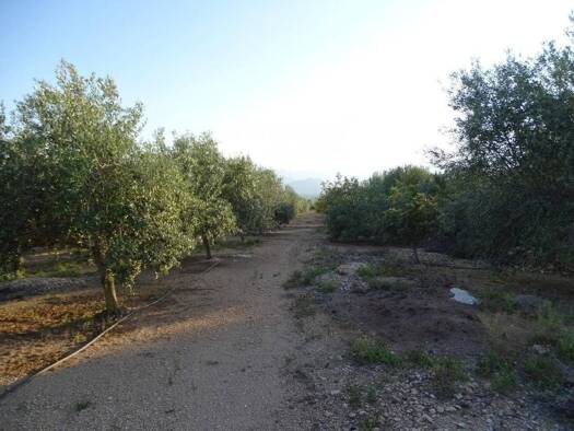 Acker-/Waldstück zum Kauf 26.000 € Tortosa 43510