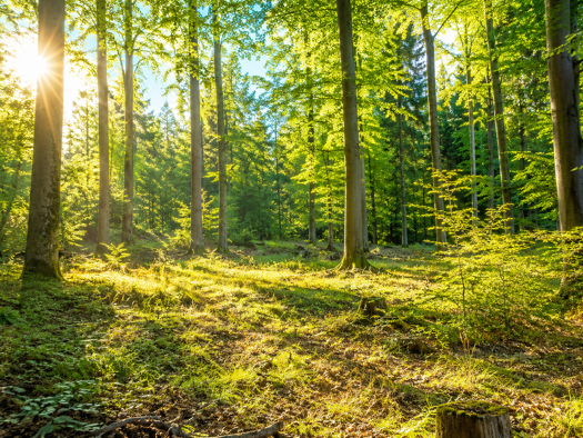 Land-/Forstwirtschaft zum Kauf 80.000 € 27.621 m² Grundstück Wölbling 3124