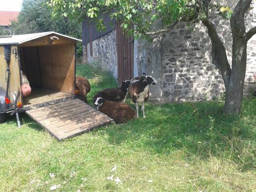 Einfamilienhaus zum Kauf provisionsfrei 220.000 € 9 Zimmer 205 m² 4.000 m² Grundstück Storndorf Schwalmtal OT Storndorf 36318