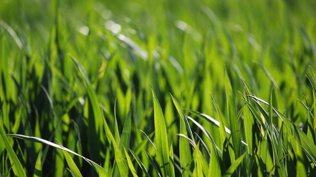 Landwirtschaftliche Fläche zum Kauf 109.955 m² Grundstück Oberwart 7400