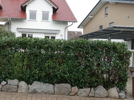 Doppelhaushälfte zur Miete 2.180 € 5 Zimmer 174 m² 255 m² Grundstück Einhausen 64683