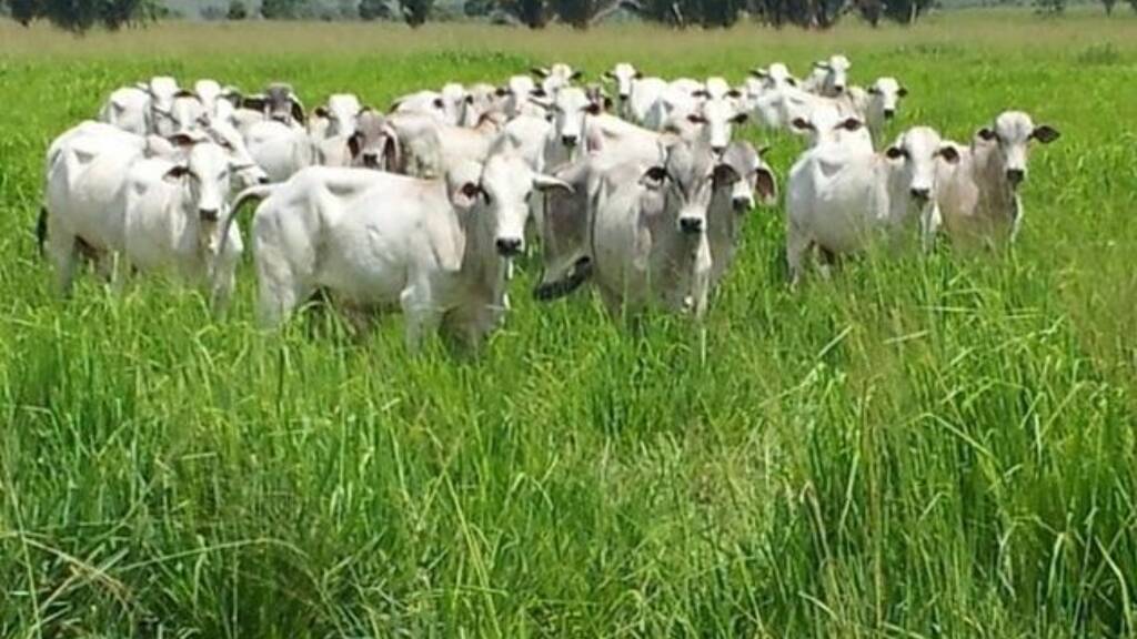 Grundstück zum Kauf 890.000 € 9.999.999 m² Grundstück Presidente Figueiredo 69735000