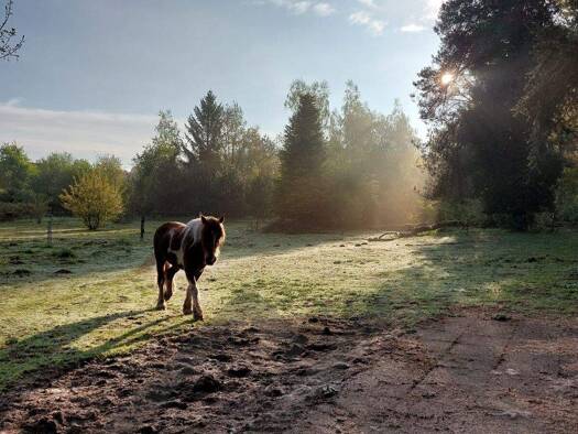 Bungalow zum Kauf 399.000 € 7 Zimmer 166,4 m² 3.130 m² Grundstück Limbach Kirkel / Limbach bei Homburg (Saar) 66459