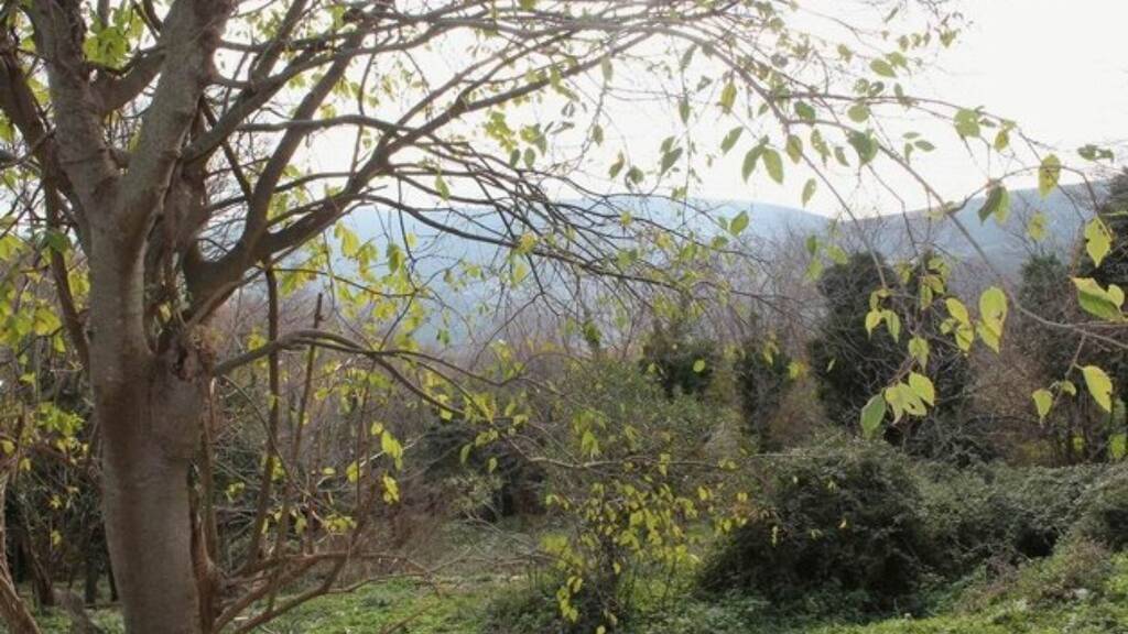 Einfamilienhaus zum Kauf 52.000 € 1 Zimmer 52 m² 1.400 m² Grundstück Kreis Bar 85000