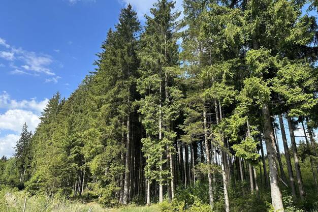 Land-/Forstwirtschaft zum Kauf 74.500 € 14.925 m² Grundstück Epfach Epfach 86920