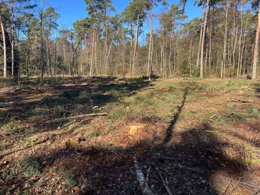 Grundstück zum Kauf provisionsfrei 351.780 € 2.706 m² Grundstück Birkenhain 12 Dierstorf-Heide Wenzendorf 21279