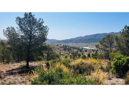 Acker-/Waldstück zum Kauf 28.000 € La Matanza de Acentejo 00000