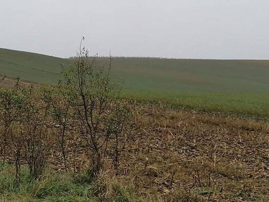 Gewerbegrundstück zum Kauf provisionsfrei 495.000 € 55.000 m² Grundstück Viisoara 407590